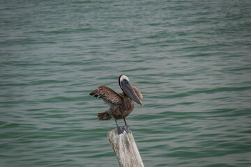 Pelican sitting on pole in the ocean 
