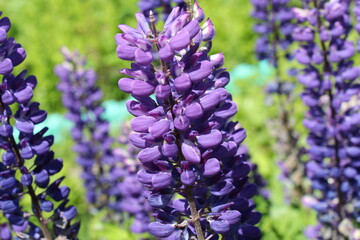 purple lupine flowers close up