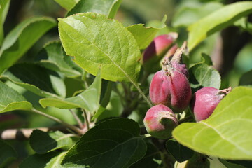 small green apples on a branch