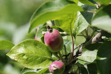 green apple on a tree