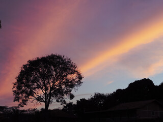 Fototapeta premium sunset in the forest