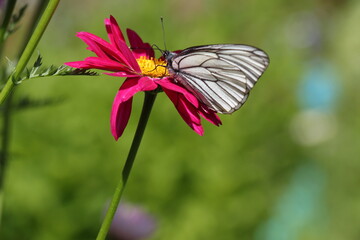 butterfly on a flower