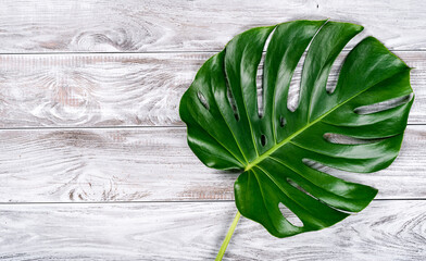 Beautiful green monstera leaves on the natural wood background. Copy-space for your text