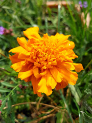 marigold (in german Studentenblume also Samtblume) Tagetes