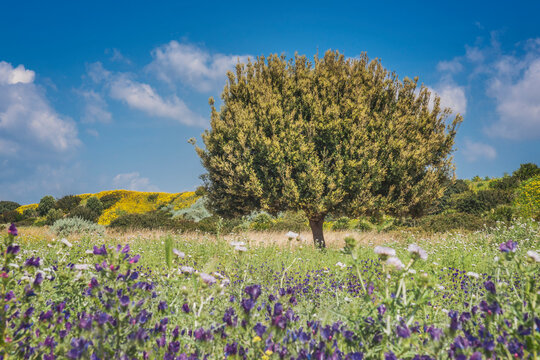 Steineiche, Quercus ilex