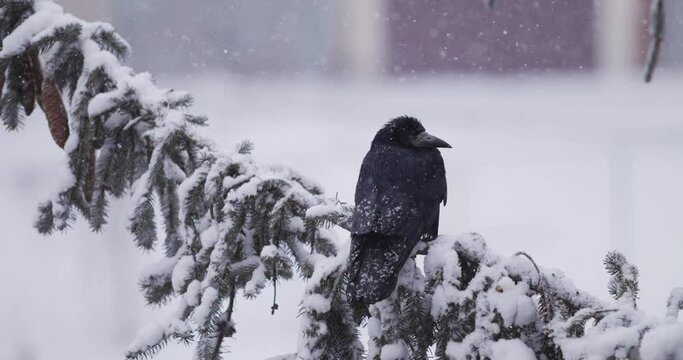Crow bird sitting on a Christmas tree branch in winter weather