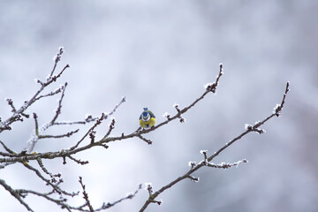 mésange sur branche givrée