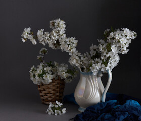 Cherry blossoms in white vase on gray background. Springtime still life.