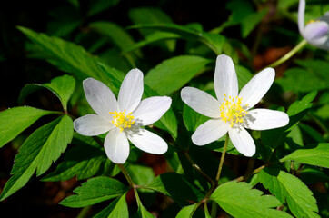 Spring wild plants: Wood anemone (Anemonoides nemorosa  or Anemone nemorosa)