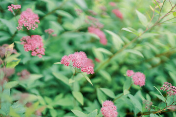 Purple yarrow flowers on a background of green leaves. Selected focus and blurred background.