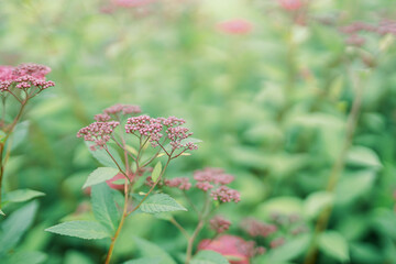 Close-up Purple yarrow flowers against a background of green leaves. Selected focus and blurred background.