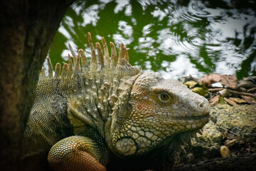 Adult male reptile, green iguana poking its head out, detail of its crest and dewlap.