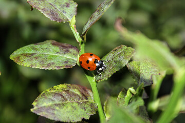 Obraz premium ladybug on a blueberry leaf