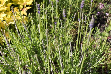 grass and lavender flowers	