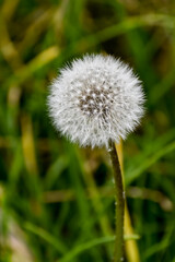 Ripened dandelion flower with numerous whitish seeds, set against an unfocused green background.