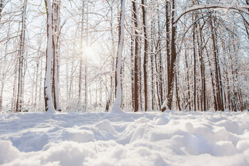 Sunset in winter pine forest with snow on trees and floor in sunny day