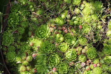 stonecrop leaves in the garden