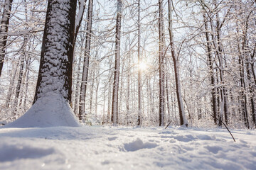 Sunset in winter pine forest with snow on trees and floor in sunny day