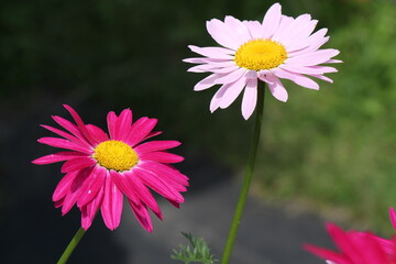 Obraz premium pink flowers