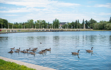 Canadian geese on the Wascana lake