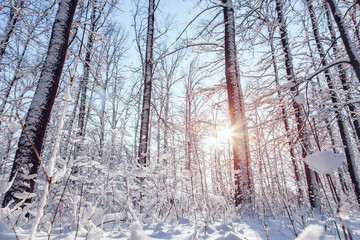 Sunset in winter pine forest with snow on trees and floor in sunny day