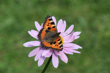 butterfly on a flower