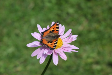 butterfly on flower