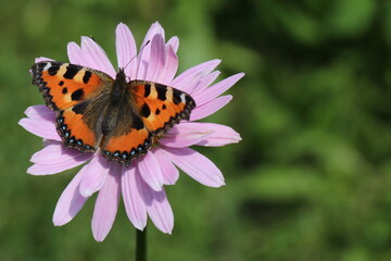 butterfly on flower