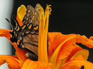 Colorful butterfly on a lily