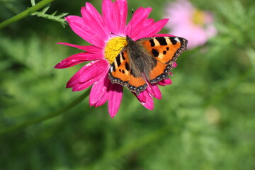 butterfly on a flower