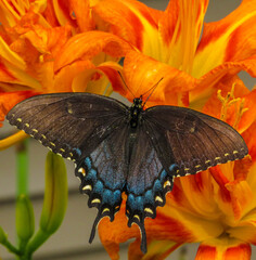 Butterfly on a lily