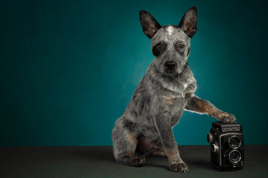 An Australian Cattle dog puppy with a photo camera