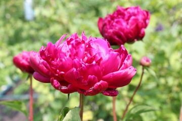 pink peony in the garden	