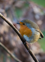 Robin bird perched on a tree twig