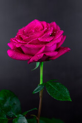 Red rose in a romantic background..