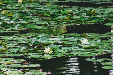Aquatic plants on a pond, water lilies.