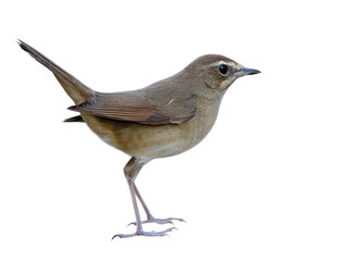 Siberian rubythroat (Calliope calliope) lovely brown bird with white eyebrow isolated on white background