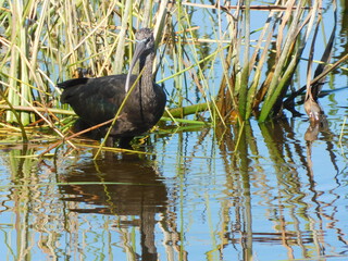 Ibis wading 