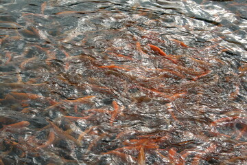 fish swimming in the pond