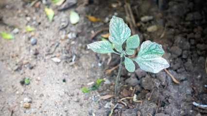 Leaves sprouting from the ground