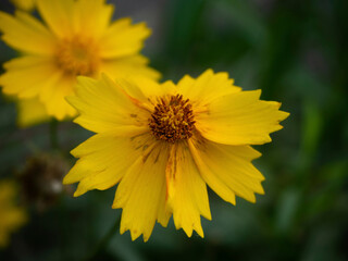 Yellow flower close-up on a blurry green background.