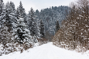 Trial Trough Snow Covered Wildernes Forest in Mountains. Bieszczady Park in Poland