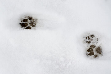Wild cat footprints on white snow. Animal footprints