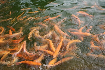 Obraz na płótnie Canvas fish swimming in the pond