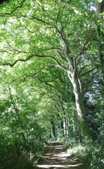 promenade &agrave; l'ombre des arbres