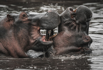 Hippos play and fight in the water