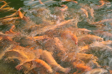 Fototapeta na wymiar fish swimming in the pond