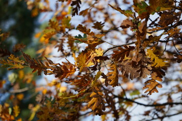 Autumn colorful leaves of oak tree	