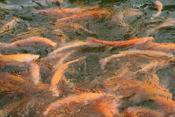 fish swimming in the pond