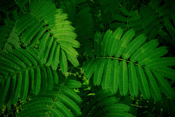 A background of leaves, a fern bush, light rays dimly illuminate